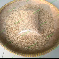 Gabah beras putih untuk pakan ayam siapan (Pama/Mangon/pakhoy/Bangkok) 1Kg