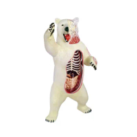 4D Vision Polar Bear Anatomy Model Realistic Polar Animals Model Figurines Toy Home Decor Collection Gift