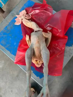 ayam jago merah fresh 2,5 up an berat hidup /ayam jago merah/ayam murah/daging ayam