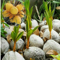 Bibit Tanaman Kelapa Gading Kuning - Benih Bibit Kelapa Gading Kuning - Tanaman Kelapa Gading Kuning