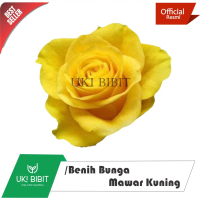 ( 10 Butir ) Benih Bunga Mawar Kuning