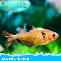Tetra Serpae ( ISI 3 ) Serve tetra hiasan aquarium dekorasi aquascape