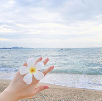 日韓清新海邊沙灘度假拍照款花朵雞蛋花發夾邊夾頭飾發飾頭花飾品
