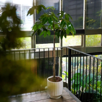 【CNFlower 西恩】保羅鴨腳木 落地植物(送禮/植栽/植物/居家擺飾)