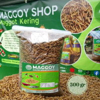 Magot kering | Magot bsf kering untuk pakan ikan
