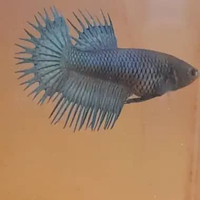 Hiasan soliter cupang serit betina crowntail royal blue
