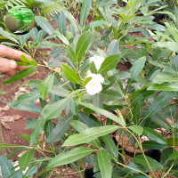 Tanaman hias tabebuya pink
