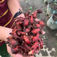Bibit Tanaman Herbal Jahe Merah Cocok Untuk Pengobatan Alami
