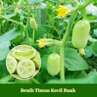 bijiben ihjom tanam bibit siklon Benih Timun Buah Manis Rangup Sesuai Tanam Balkoni dan Rumah Seeds 