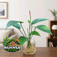 Tanaman media air - tanaman anthurium mini bunga pink - tanaman indoor anthurium mini pink