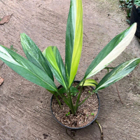 Tanaman hias epipremnum amplissimum