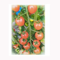 【蔬菜工坊】G83.粉愛2號粉果小番茄種子12顆