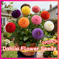 100% Legit 200pcs Multi Petals Mixed Dahlia Flower Seeds Giant Dahlia Seeds for Planting and Gardeni