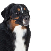 ORI Muzzle Anjing Extra Large / Brongsong Kain Anjing XL / Muzzle XL