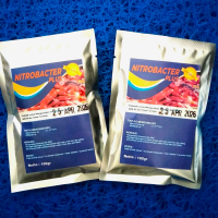 Bakteri Starter kolam koi NITRO-BAC pengurai amoniak dan nitrit