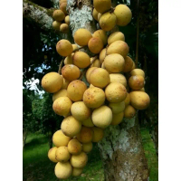 bibit buah duku tanpa biji super
