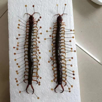 Real Centipede Insect Specimens Beetle Teaching Aids Hobbies Collection DIY Crafts Home Decoration Statue