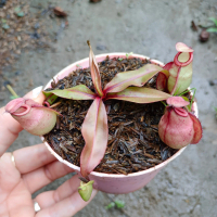 viking hybrid/ globosa hybrid