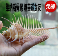 包郵天然海螺貝殼珊瑚女巫骨螺維納斯螺標本螺裝飾 收藏禮品擺件
