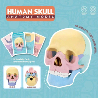 Seni rangka 1:2 Model tengkorak Pergigian 4D Model tengkorak anatomi 8 Warna Belajar Model tengkorak