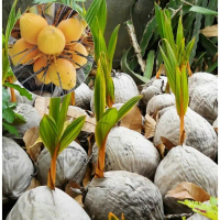 Pusat Grosir Bibit tanaman pohon kelapa gading
