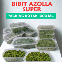Azolla kemasan thinwall 1000ML bibit azola super