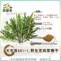【綠藝家】大包裝A61-1.野生芝麻菜種子15克(約5萬顆)