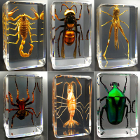 昆蟲標本琥珀昆蟲標本樹脂擺件蜘蛛甲蟲幼兒認知小擺件裝飾品真蟲