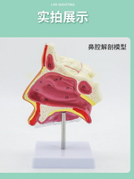 人體鼻腔解剖模型口腔咽和喉正中矢狀斷鼻咽腔喉咽腔耳鼻喉科模型