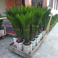 Bibit Tanaman Palem Sikas Mawar Jambe