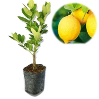 bibit buah jeruk lemon superr