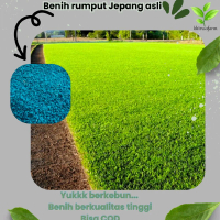 biji benih rumput jepang asli isi ( 70 butir biji )bonus benih++