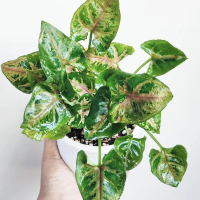 Tanaman hias Syngonium mini
