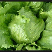 100 BUTIR BIJI/BENIH SELADA HEAD LETTUCE
