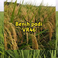 Benih/bibit padi VR46 KEMASAN 1KG kualitas supper unggul kelengkeng