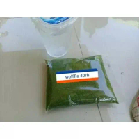 Wolfia murah 6 ribu rupiah