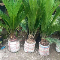 bibit tanaman hias sikas / mawar jambe