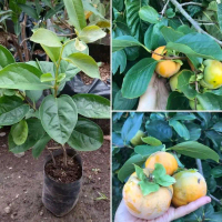 bibit buah kesemek cangkok bisa COD