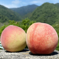 【初品果】拉拉山水蜜桃禮盒10顆x3盒(水蜜桃1200g_五月桃_媽媽桃_產地直送_季節限定_禮盒)