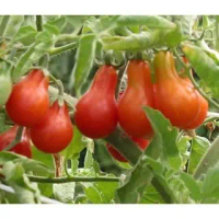 HẠT GIỐNG CÀ CHUA CHERRY LÊ ĐỎ, CHERRY LÊ VÀNG
