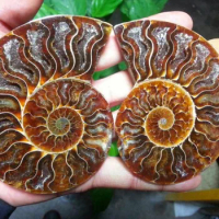 YM 309 1 pairs of Split Ammonite Fossil Specimen Shell Healing Madagascar