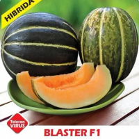 15 BUTIR BIJI/BENIH BLEWAH BLASTER KEMASAN REPACK