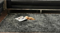 外銷出口等級 高檔精品地毯 160*230 CM 優質柔軟韓國絲高級尊貴客廳地毯 (客製訂做款)