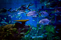 Tiket Marine Safari Bali