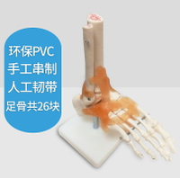 腳關節模型腳骨模型腳部骨骼結構造模型足部踝關節附韌帶腓骨趾骨