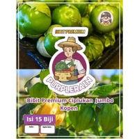 Bibit Premium Ciplukan Jumbo Kopen | Benih Ciplukan Jumbo