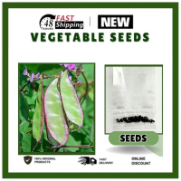 【24H Ship】 Batao Seeds - (10seeds）Batao or Hyacinth Bean Purple Seeds