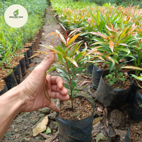 bibit pohon pucuk merah - tanaman pagar pucuk merah