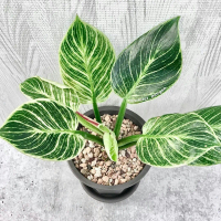Tanaman hias Philodendron Birkin - Pohon Philo birkin