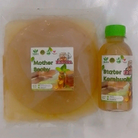 [ MURAH ] Mother SCOBY Kombucha